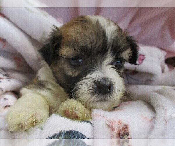 Medium Photo #2 Zuchon Puppy For Sale in THORP, WI, USA