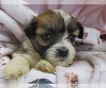Small #1 Zuchon