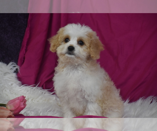 Medium Photo #1 Cavachon Puppy For Sale in ELDORADO, OH, USA