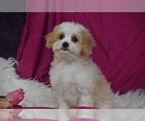 Cavachon Puppy for sale in ELDORADO, OH, USA