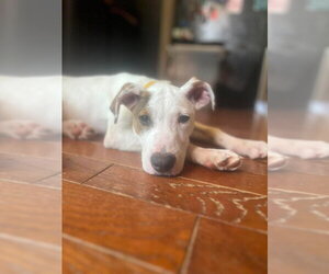 Mutt Dogs for adoption in Wenonah, NJ, USA
