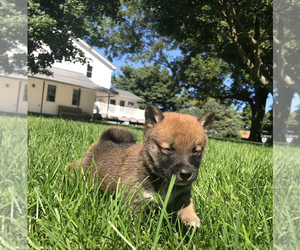 Shiba Inu Puppy for sale in SULLIVAN, IL, USA