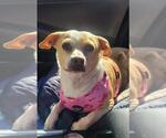 Small Chihuahua Mix