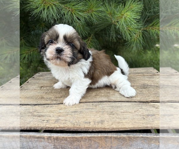 Medium Photo #3 Shih Tzu Puppy For Sale in MIDDLEBURY, IN, USA