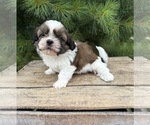 Small #2 Shih Tzu