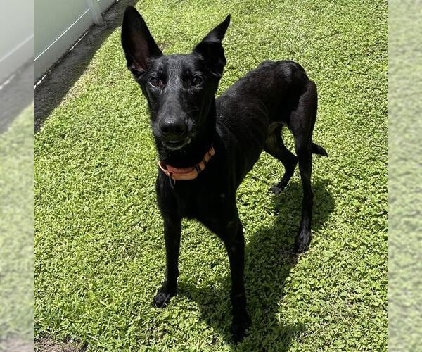 Medium Photo #1 Mutt Puppy For Sale in Palmetto, FL, USA