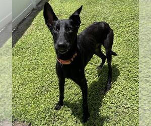 ONYX - Male Mutt Dog for Adoption