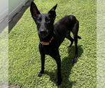 ONYX - Male Mutt Dog for Adoption - Small photo