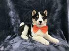 Small Photo #19 Shiba Inu Puppy For Sale in ELDORA, PA, USA