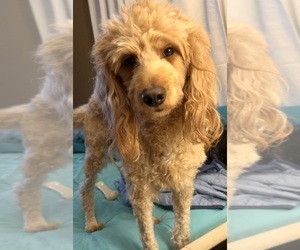 Father of the Goldendoodle puppies born on 12/06/2024