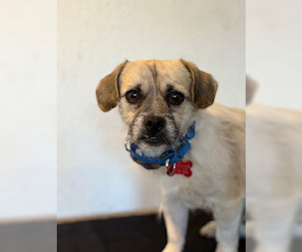 Medium Photo #7 Pug-Unknown Mix Puppy For Sale in San Diego, CA, USA