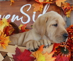 Small Photo #10 Labrador Retriever Puppy For Sale in MOUNT AIRY, NC, USA