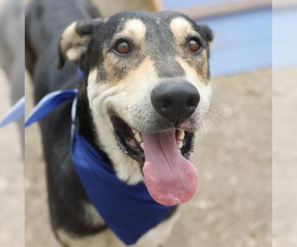 Medium Photo #1 American Staffordshire Terrier-Unknown Mix Puppy For Sale in San Antonio, TX, USA