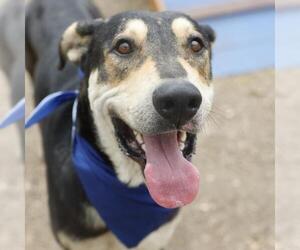 American Staffordshire Terrier-Unknown Mix Dogs for adoption in San Antonio, TX, USA