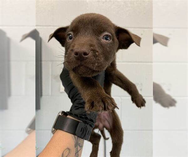 Medium Photo #1 Labrador Retriever Puppy For Sale in Corpus Christi, TX, USA