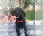 Small Photo #9 Labrador Retriever Puppy For Sale in IDAHO FALLS, ID, USA