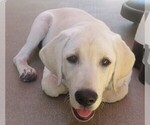 Small Photo #25 Labrador Retriever Puppy For Sale in PLANO, TX, USA