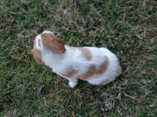 Medium Photo #4 Brittany Puppy For Sale in CATALPA, VA, USA