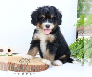 Bernedoodle (Miniature) Puppy for sale in EPHRATA, PA, USA
