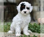 Small Cavapoo (Miniature)