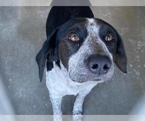 Pointer-Unknown Mix Dogs for adoption in Orange, CA, USA