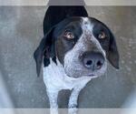 Small Pointer Mix