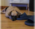 Small Photo #3 Cairanian Puppy For Sale in Lewistown, PA, USA