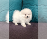 Small Photo #2 Pomeranian Puppy For Sale in DES PLAINES, IL, USA
