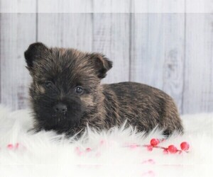 Cairn Terrier Puppy for sale in APPLE CREEK, OH, USA