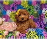 Small Photo #5 Cavapoo Puppy For Sale in KIRKWOOD, PA, USA