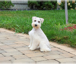 Small #3 Schnauzer (Miniature)