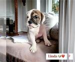 Small Photo #7 Victorian Bulldog Puppy For Sale in DURHAM, CT, USA