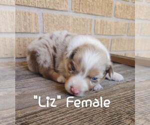 Australian Shepherd Puppy for sale in TAYLOR, TX, USA