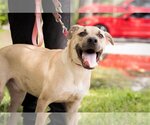 Small #1 Labrador Retriever Mix