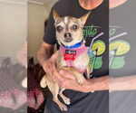 Small #1 Chihuahua