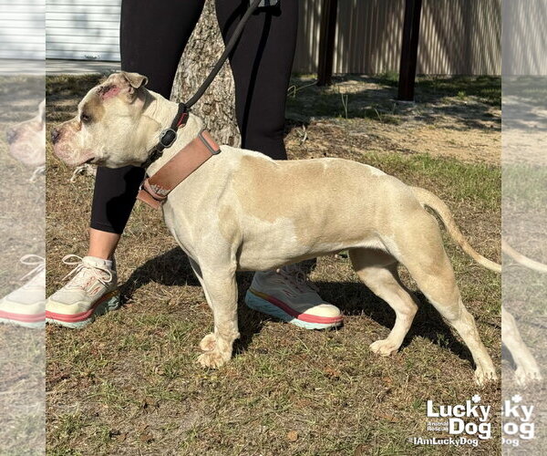 Medium Photo #3 Mutt Puppy For Sale in Washington, DC, USA