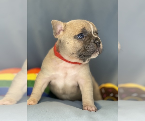 Medium Photo #18 Faux Frenchbo Bulldog Puppy For Sale in HOODSPORT, WA, USA