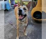 Small #38 Akita Mix