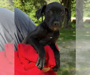 American Pit Bull Terrier-Unknown Mix Dogs for adoption in Clarkston, MI, USA