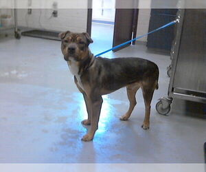 Mutt Dogs for adoption in Fayetteville, NC, USA