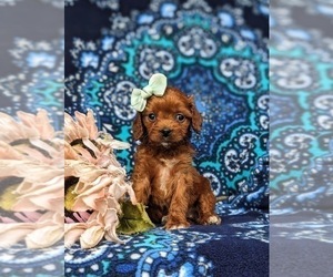 Cavapoo Puppy for sale in QUARRYVILLE, PA, USA