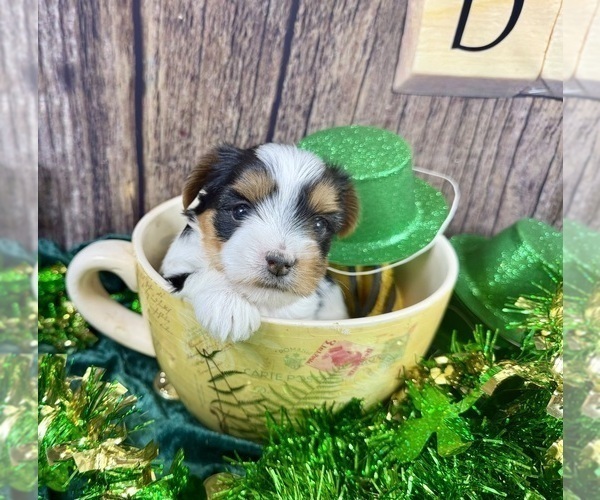 Medium Photo #3 Morkie Puppy For Sale in CASSVILLE, MO, USA