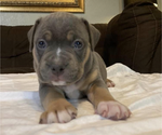 Small Photo #3 American Bully Puppy For Sale in JOPLIN, MO, USA