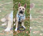 Small German Shepherd Dog Mix