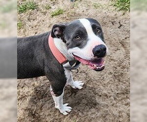 Cali - Female American Pit Bull Terrier-Unknown Mix Dog for Adoption - Photo #9