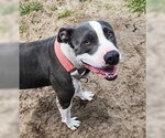 Small Photo #9 American Pit Bull Terrier-Unknown Mix Puppy For Sale in North Myrtle Beach, SC, USA