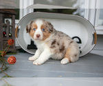 Small #2 Australian Shepherd