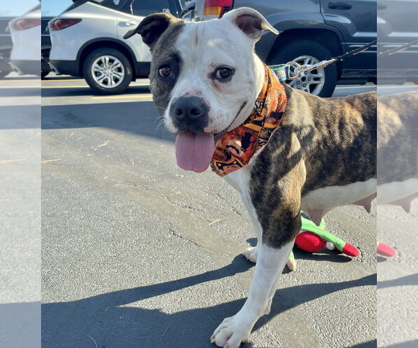 Medium Photo #14 Boxer-Unknown Mix Puppy For Sale in GILBERTS, IL, USA