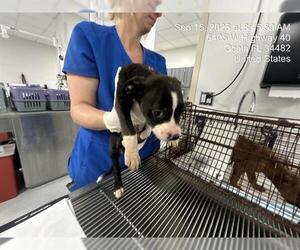 American Pit Bull Terrier-Unknown Mix Dogs for adoption in Ocala, FL, USA