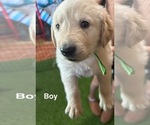 Puppy Green Golden Retriever